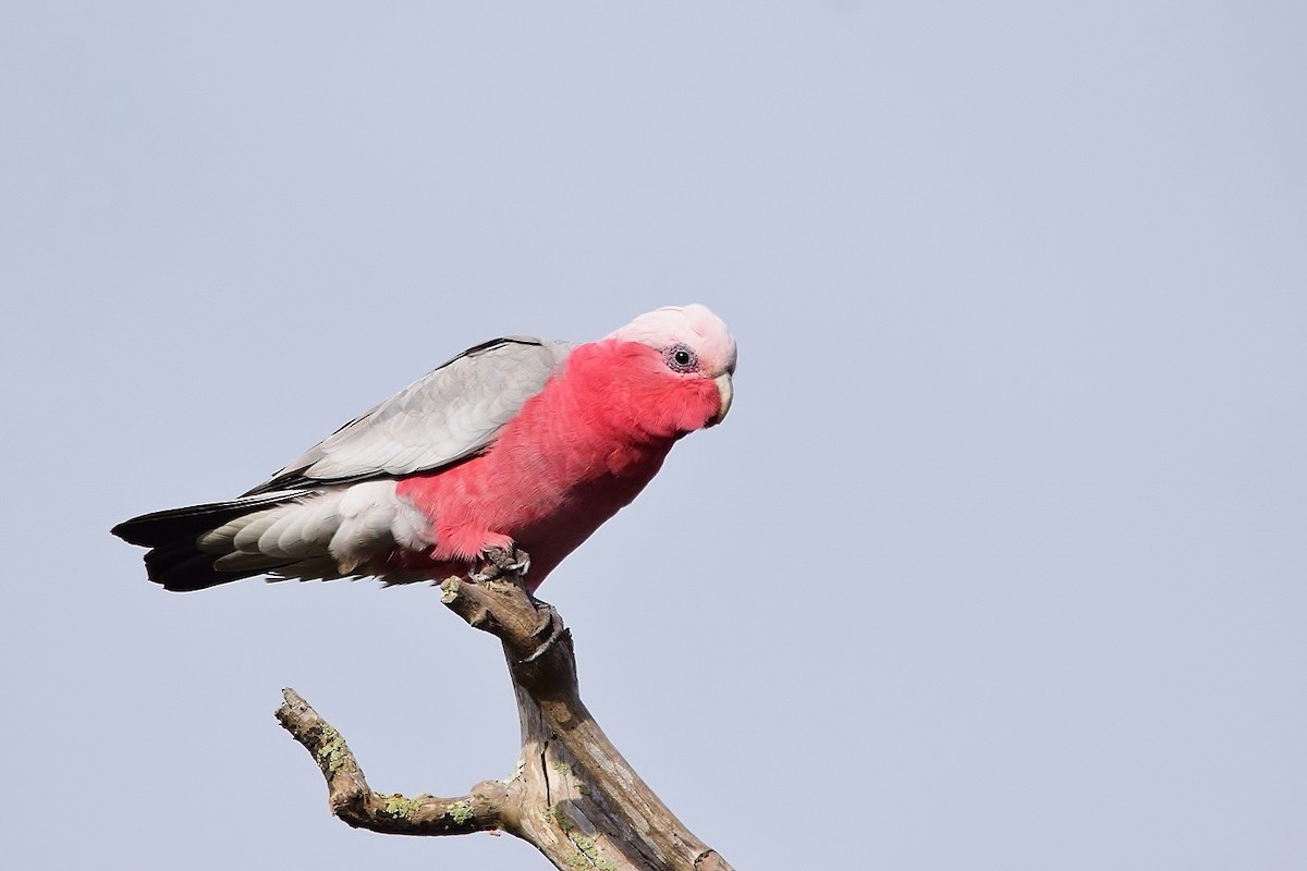 Galah - Keith & Judy Humphreys