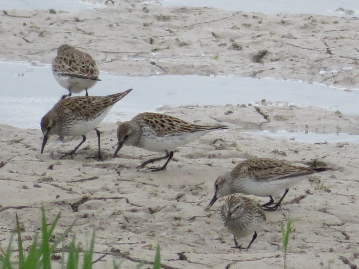 White-rumped Sandpiper - ML338169911