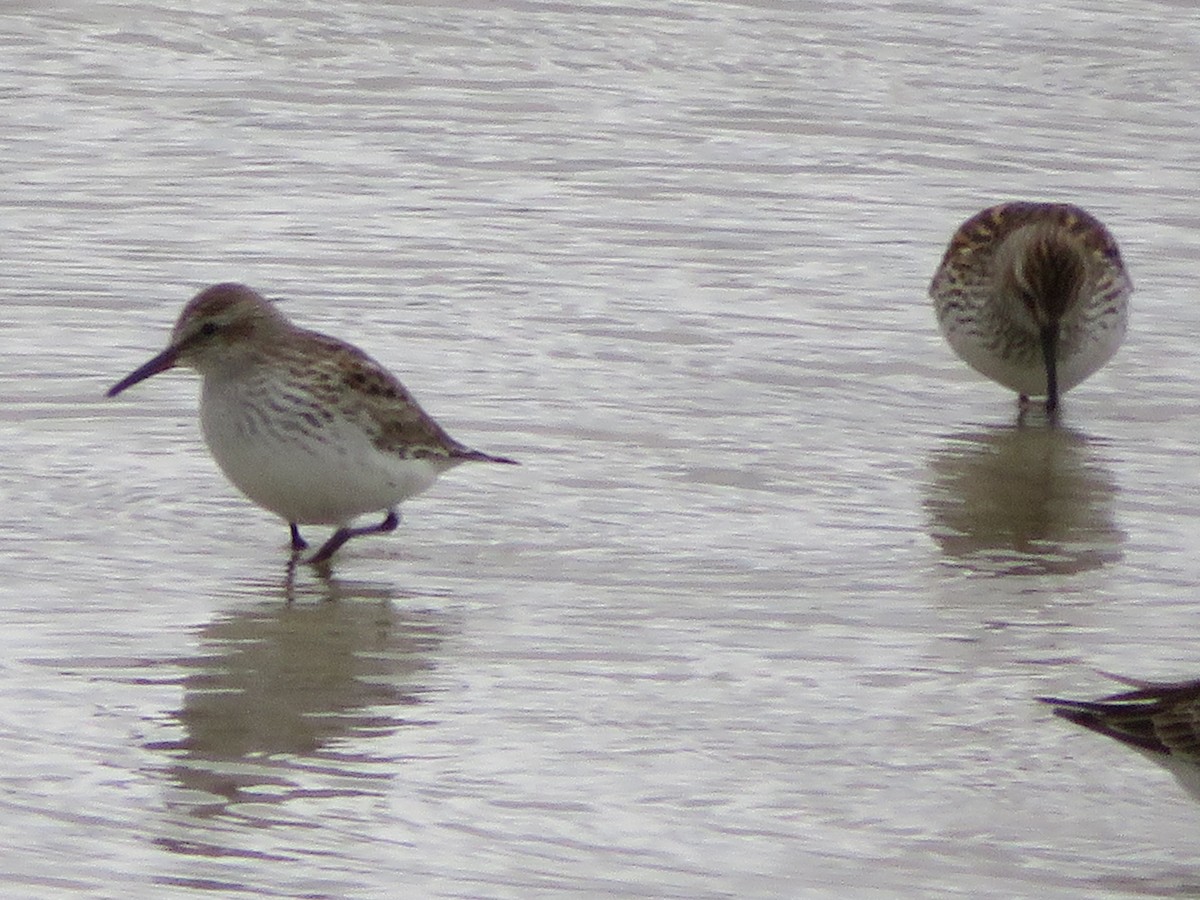 White-rumped Sandpiper - ML338171581