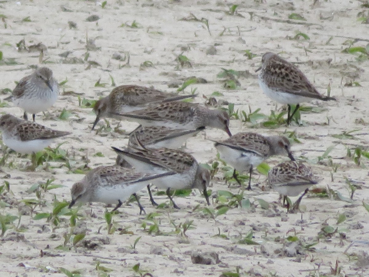 White-rumped Sandpiper - ML338174491