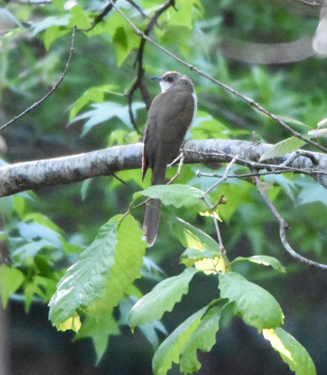 Black-billed Cuckoo - Bill Kunze