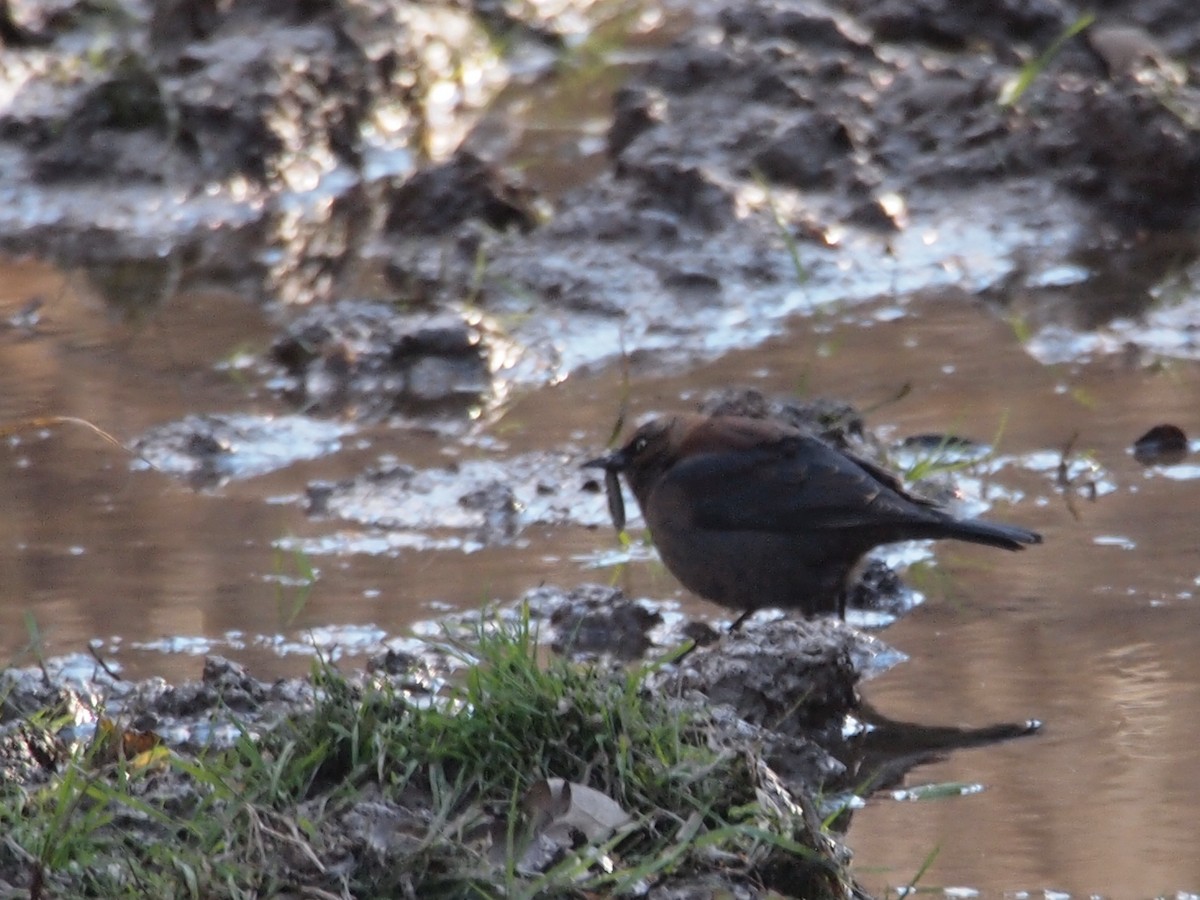 Rusty Blackbird - ML33817691