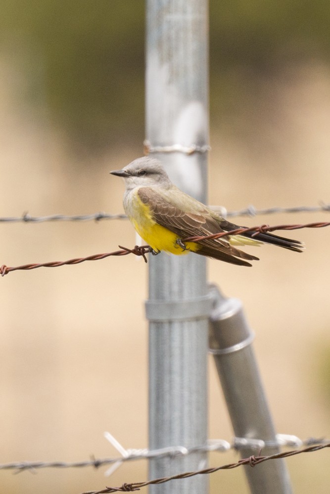 Western Kingbird - Kathy Collins