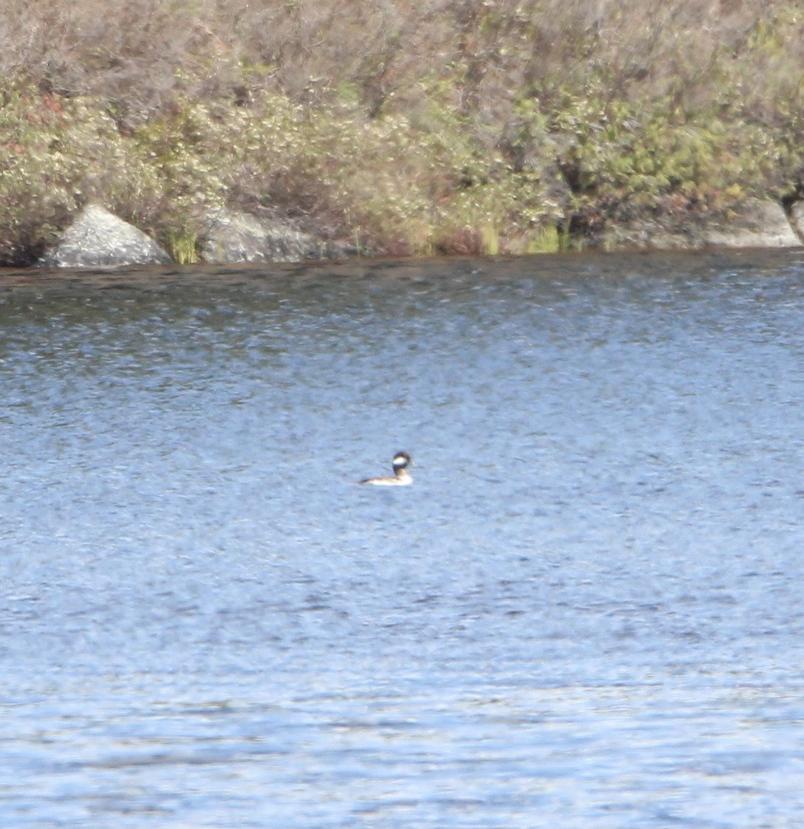 Bufflehead - Zach Wile