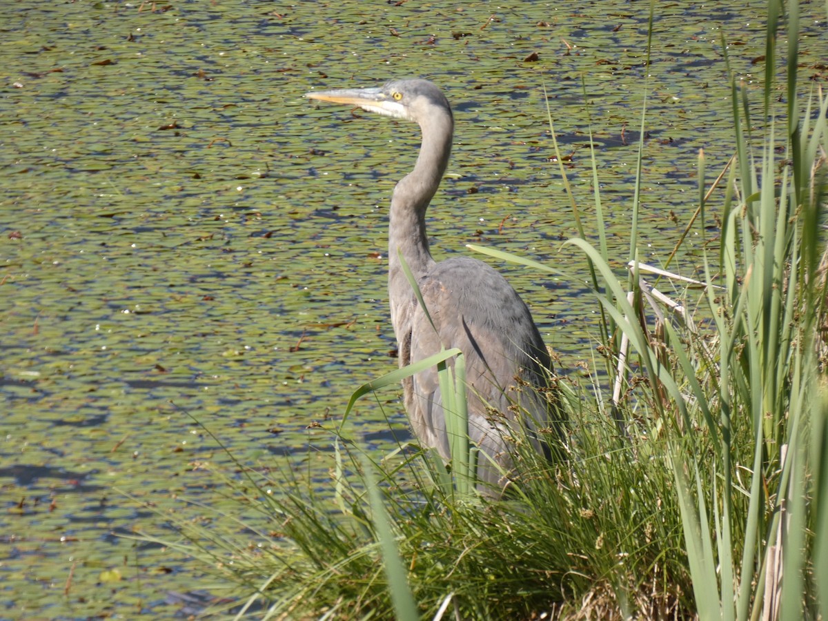 Great Blue Heron - ML338180321