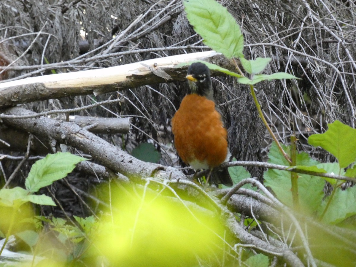 American Robin - ML338180561