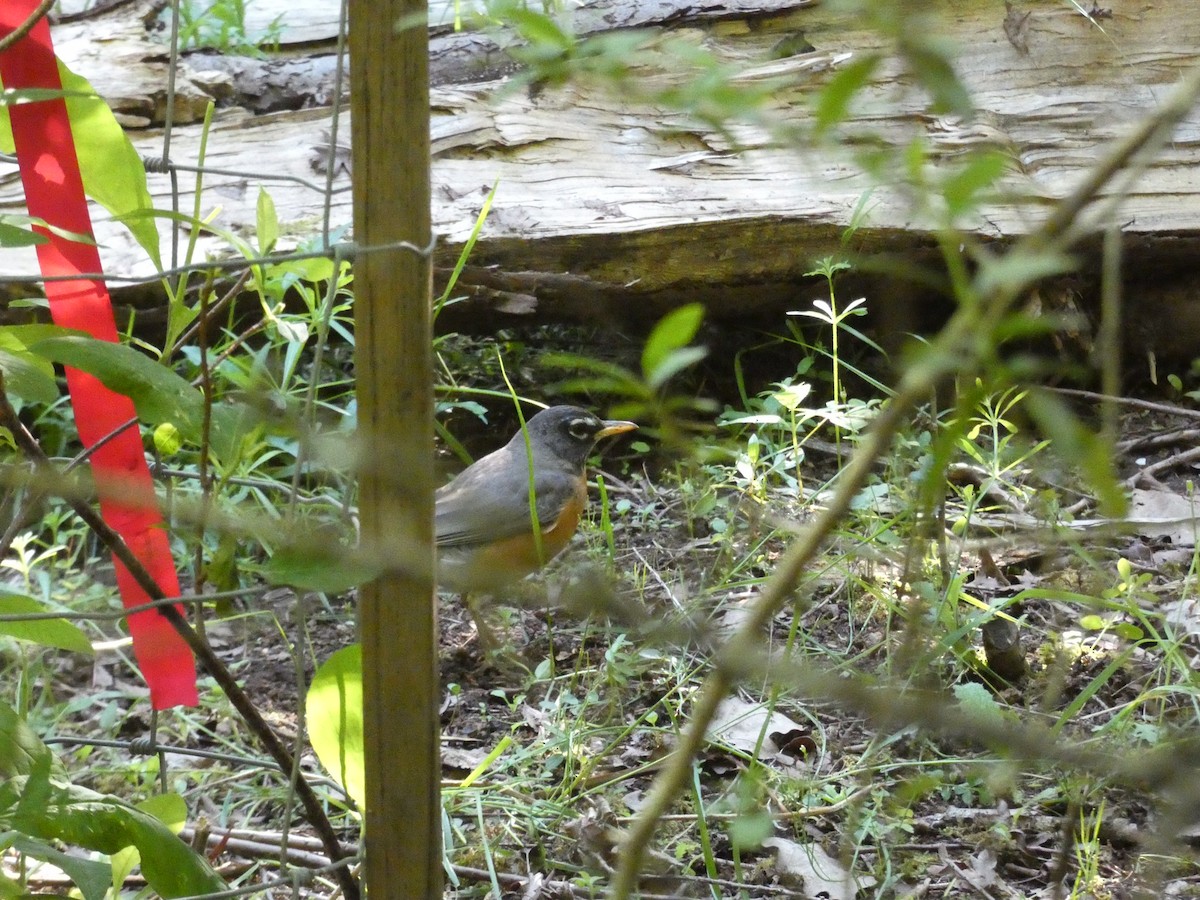 American Robin - ML338180571