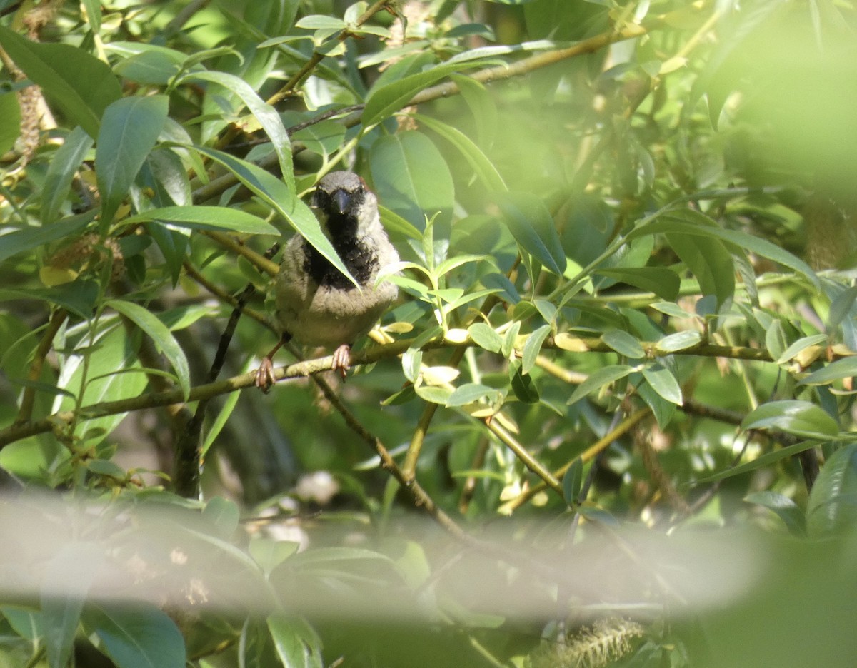 House Sparrow - ML338180731