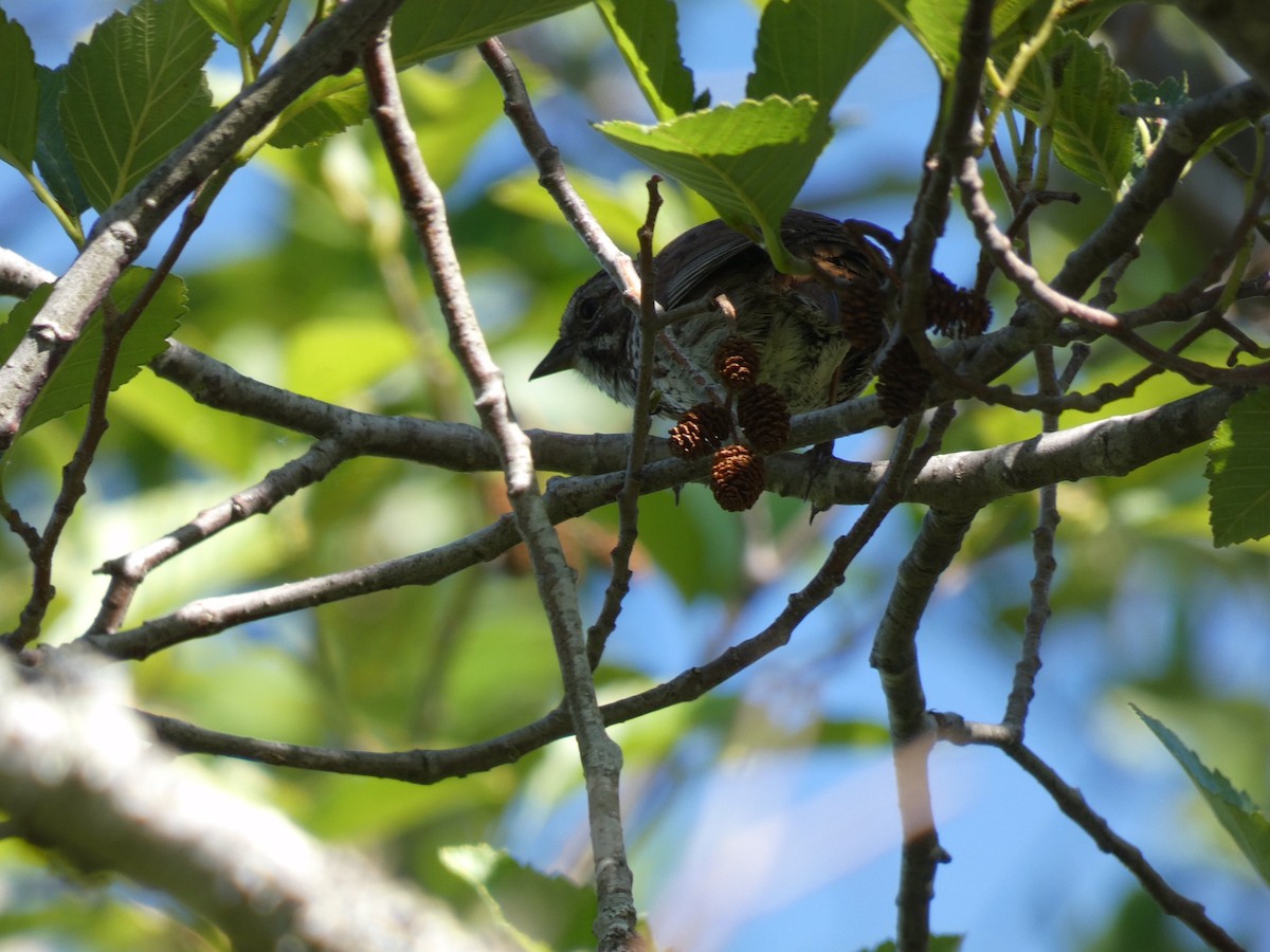 Song Sparrow - ML338180841