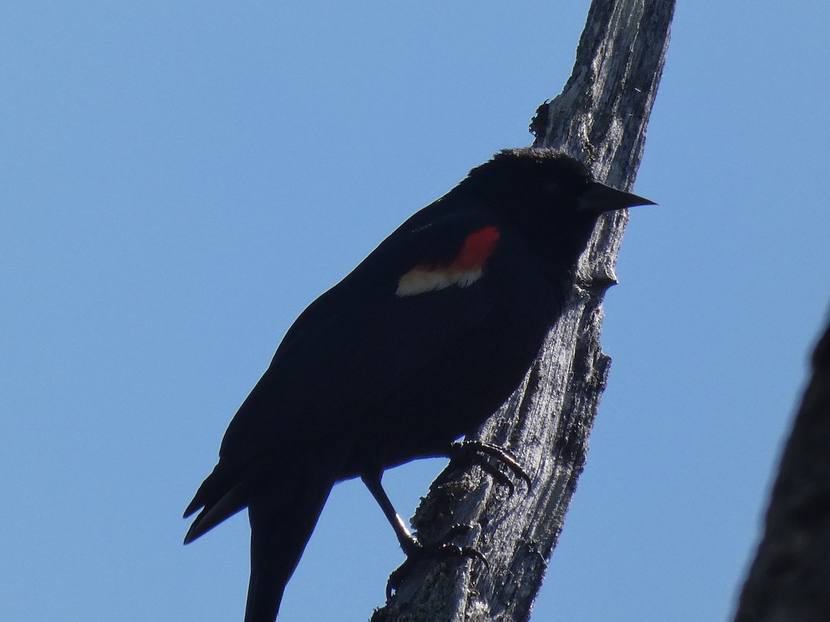 Red-winged Blackbird - ML338180971