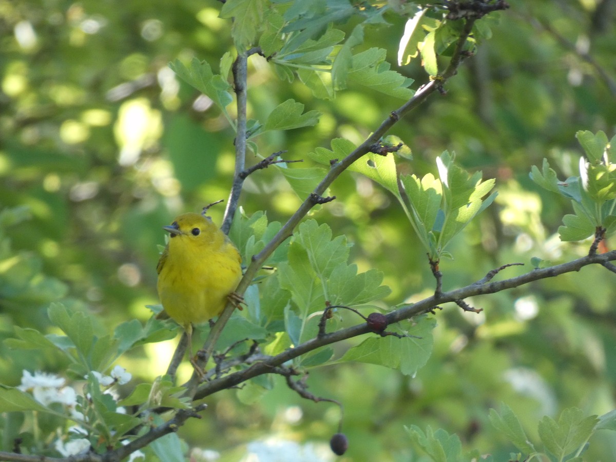 Yellow Warbler - ML338181081