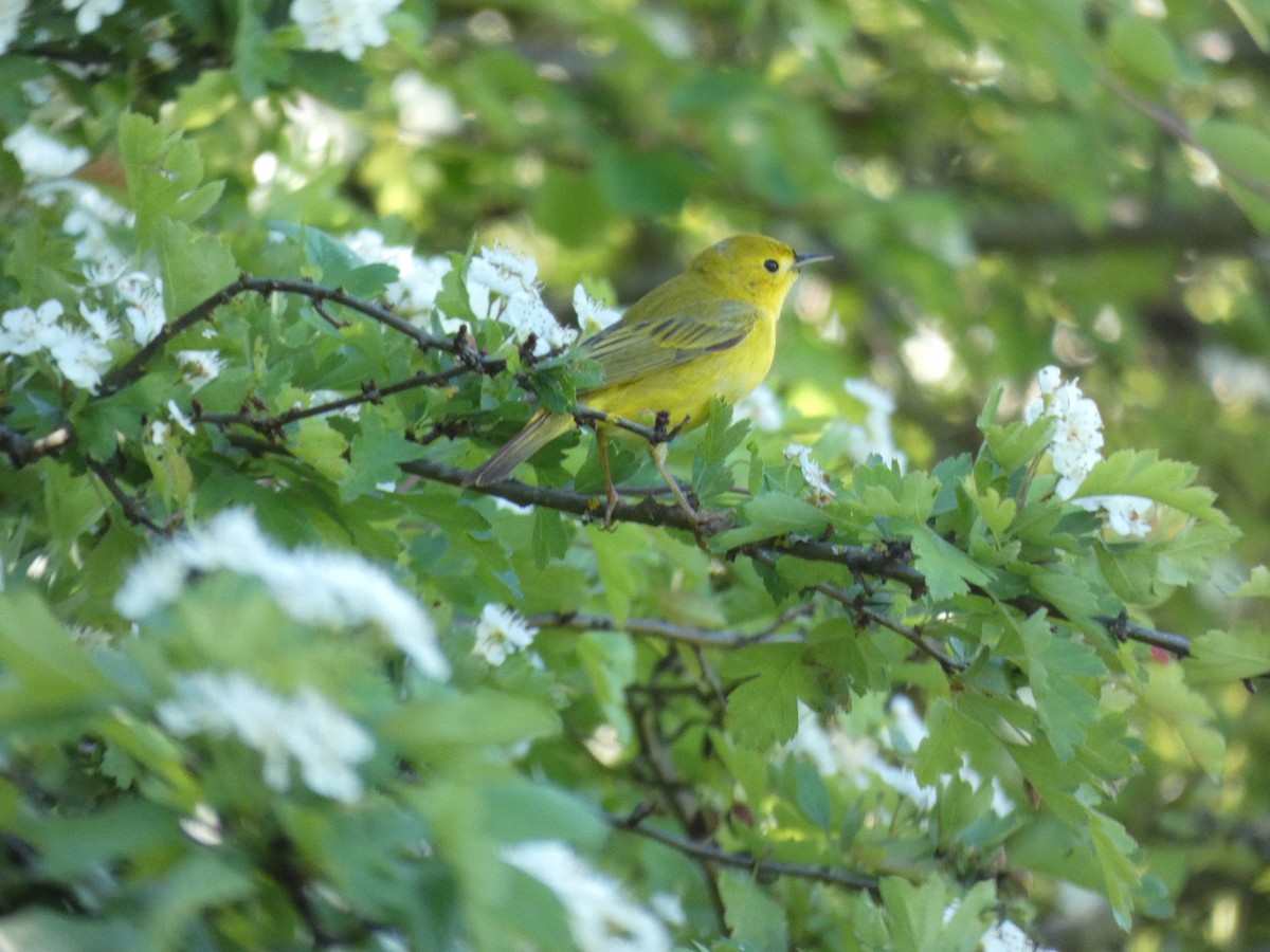 Yellow Warbler - ML338181091