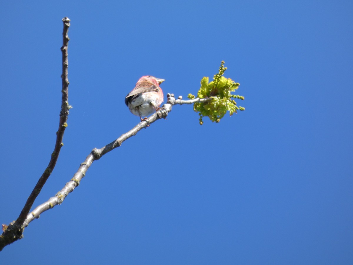 House Finch - ML338181901