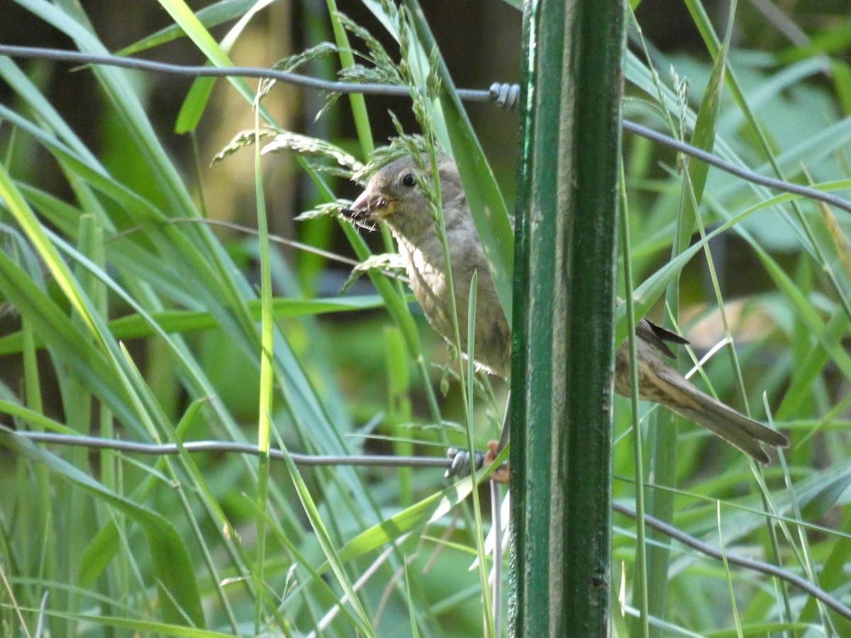 Pine Siskin - ML338182071