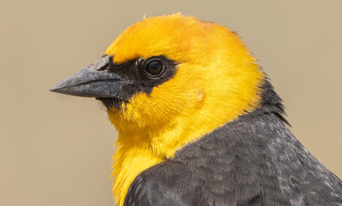 Yellow-headed Blackbird - ML338182081