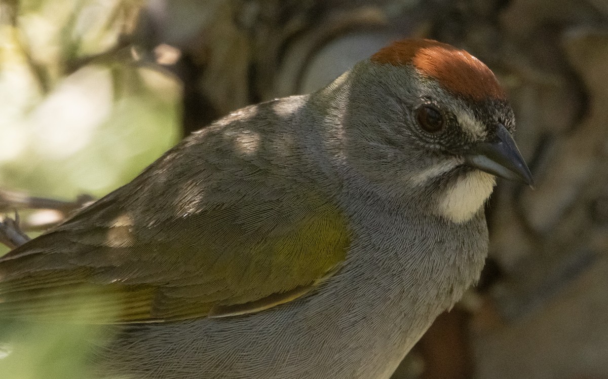 Green-tailed Towhee - Liam Huber