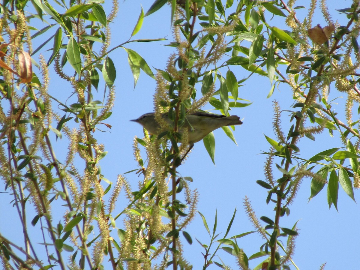 Tennessee Warbler - ML338183651
