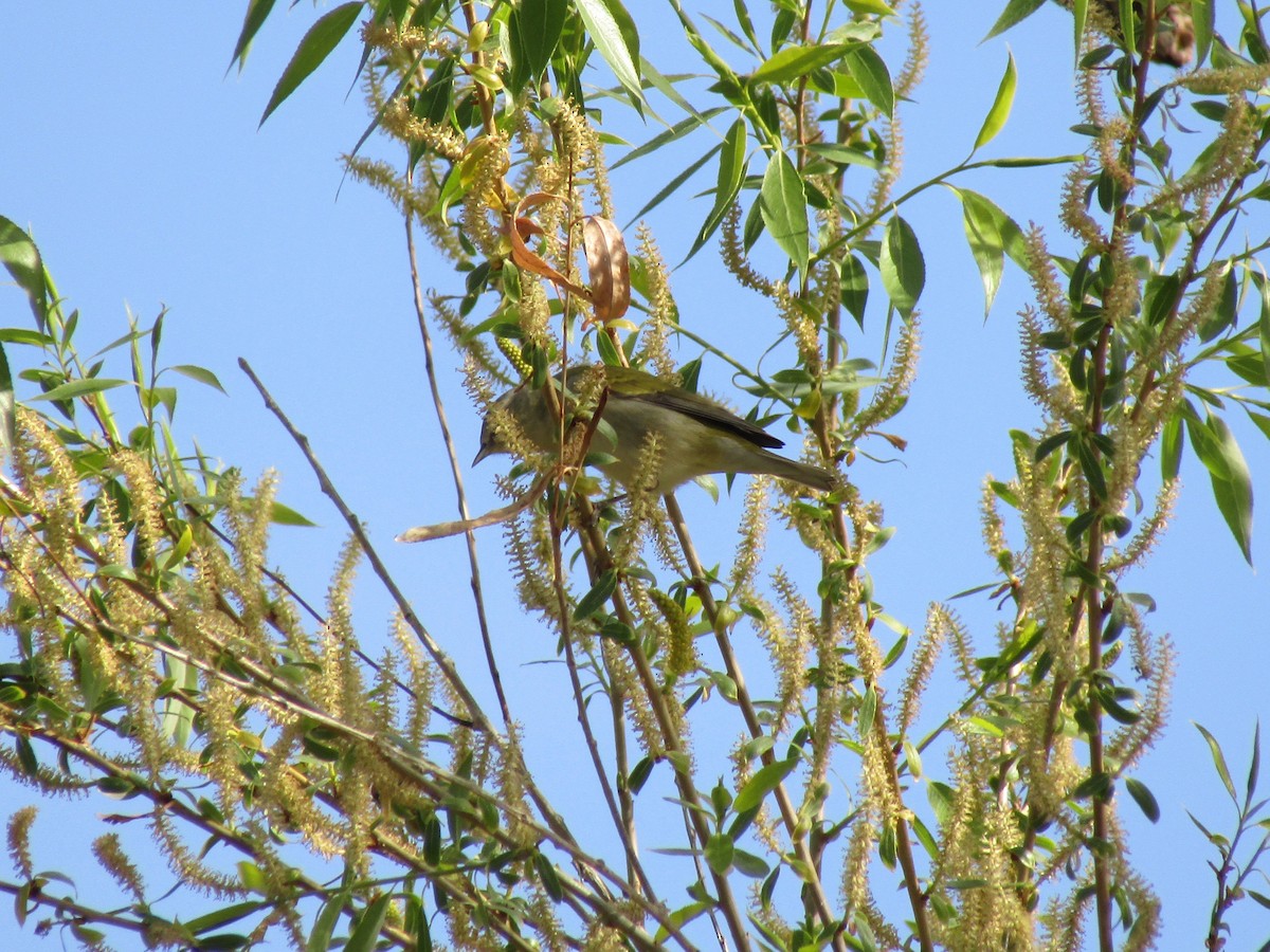 Tennessee Warbler - ML338183831