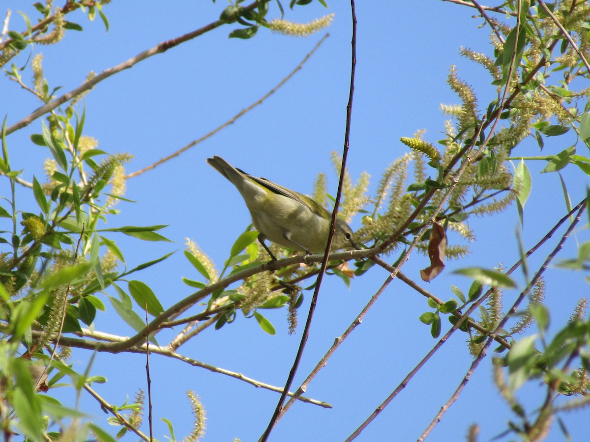 Tennessee Warbler - ML338184591