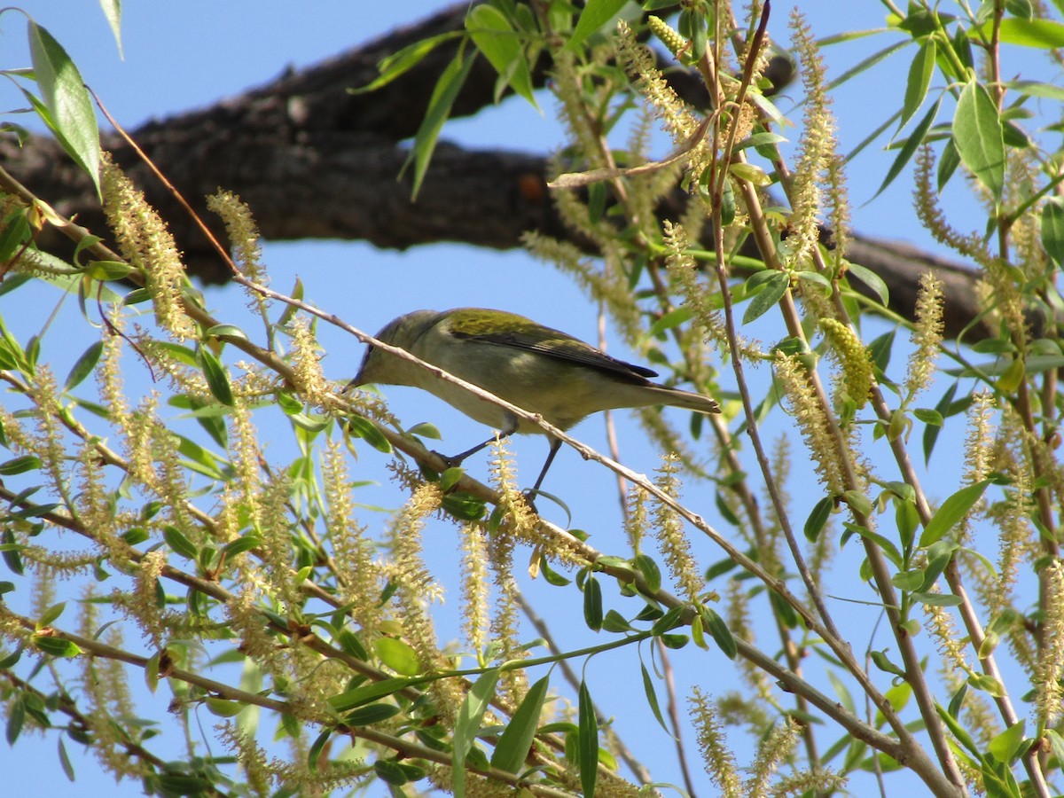 Tennessee Warbler - ML338184911