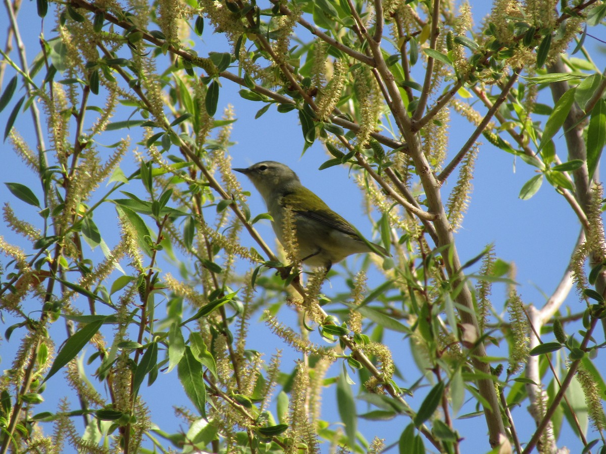 Tennessee Warbler - ML338185181