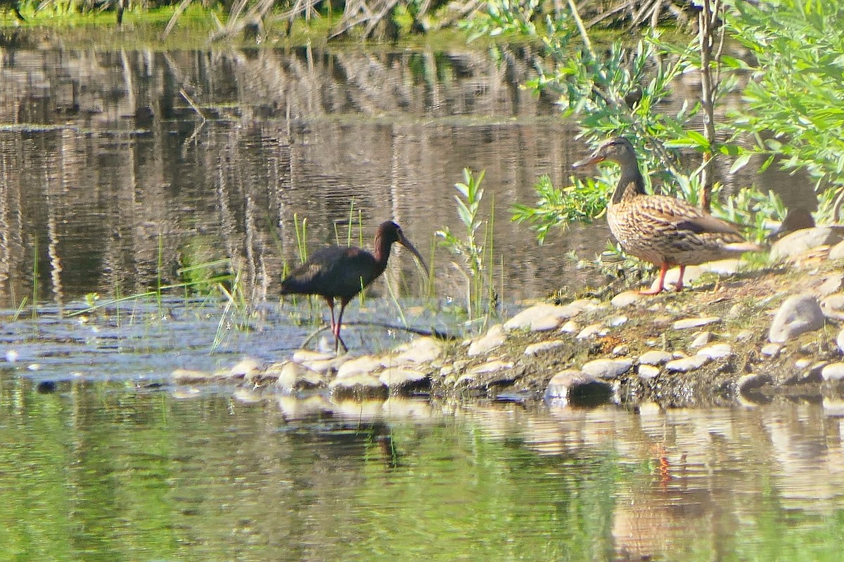 White-faced Ibis - ML338185521