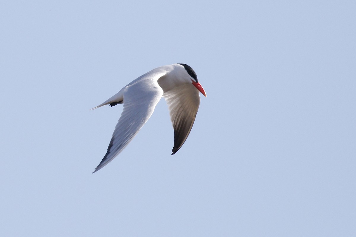 Caspian Tern - Ted Keyel