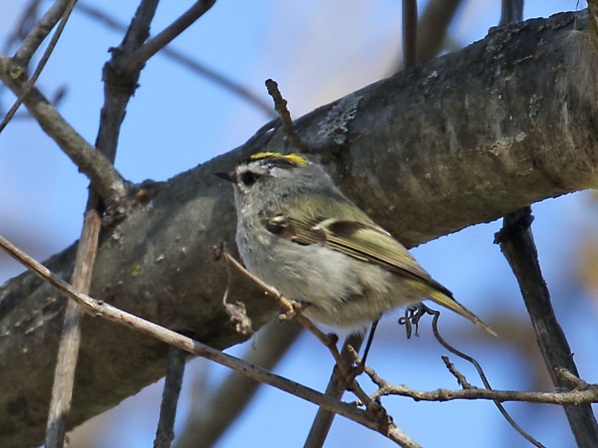 Golden-crowned Kinglet - ML338187731