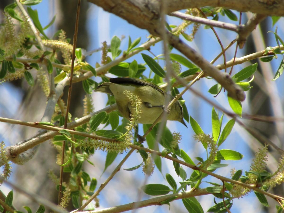 Tennessee Warbler - ML338188001
