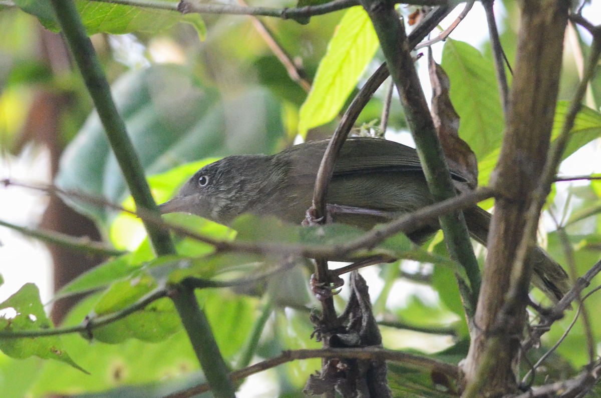 Kretschmer's Longbill - Nikolaj Mølgaard Thomsen