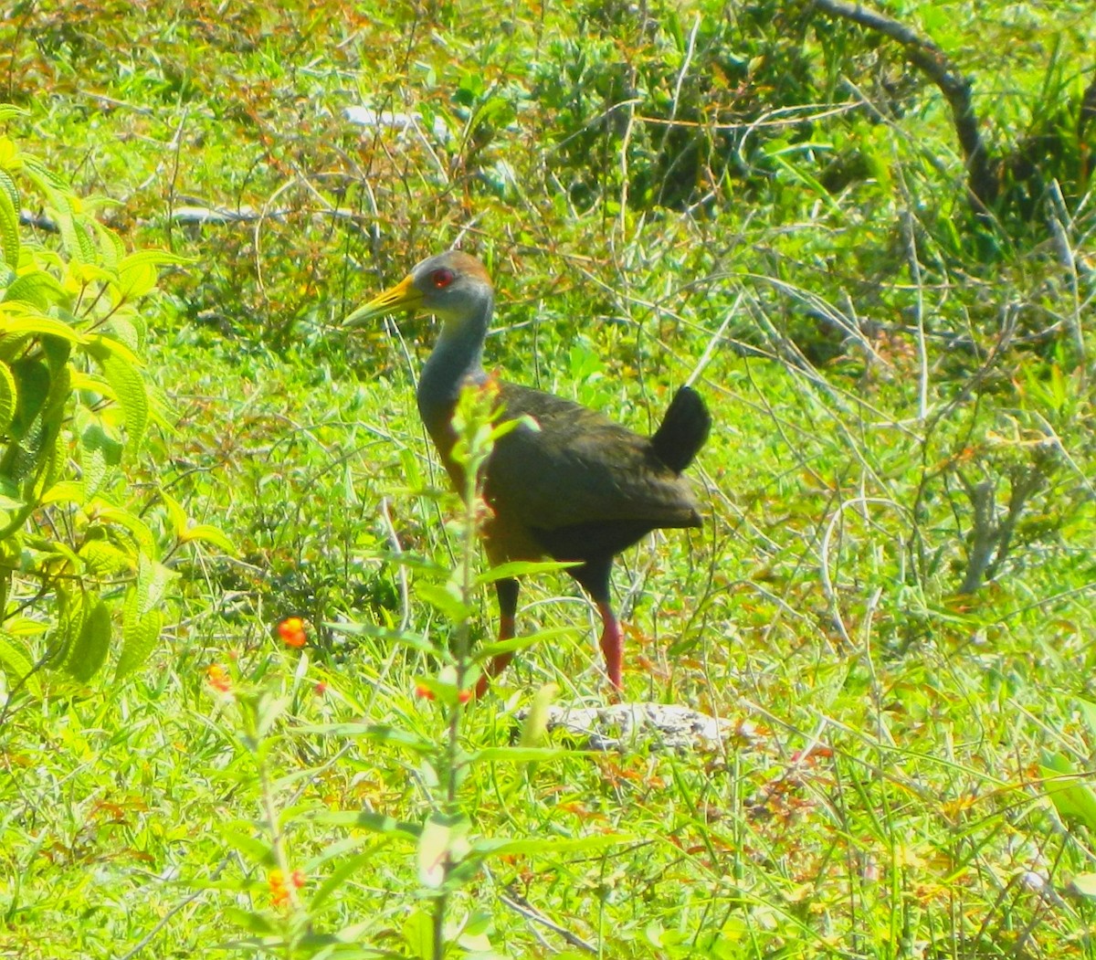 Russet-naped Wood-Rail - ML338191141