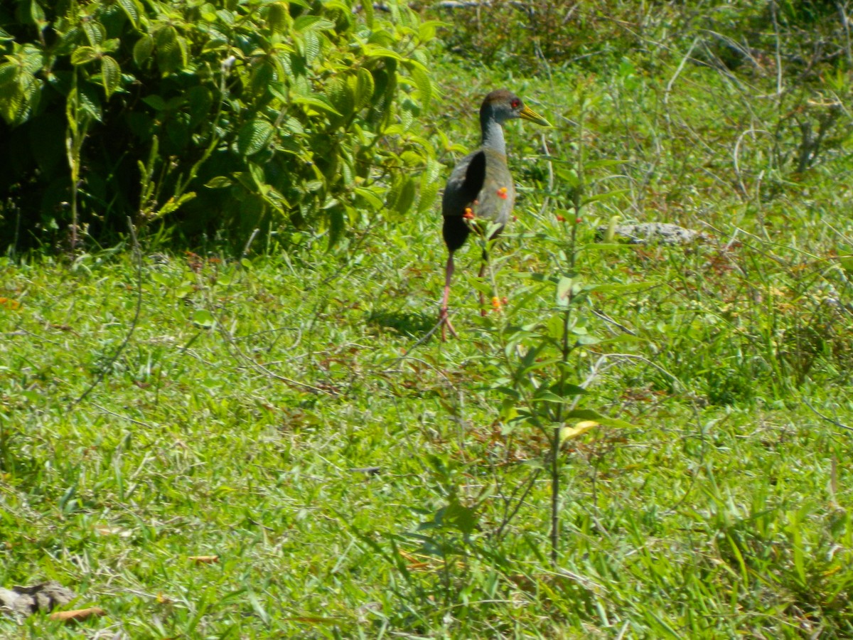 Russet-naped Wood-Rail - ML338191861