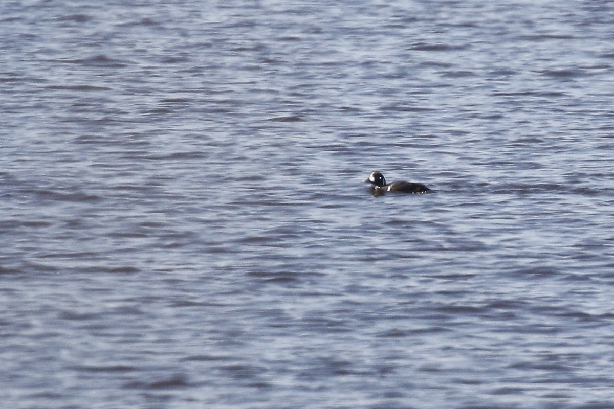 Harlequin Duck - ML338194081