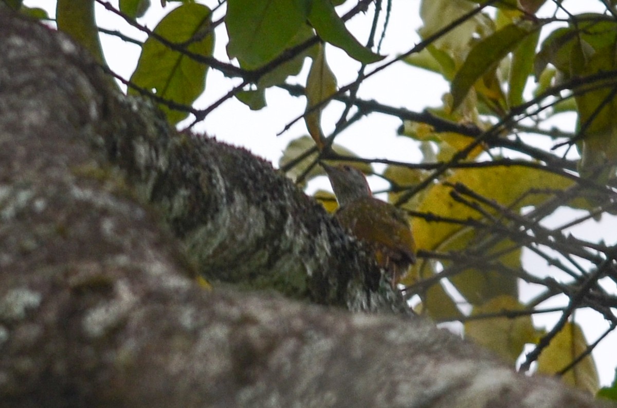 Green-backed Woodpecker - ML33819421