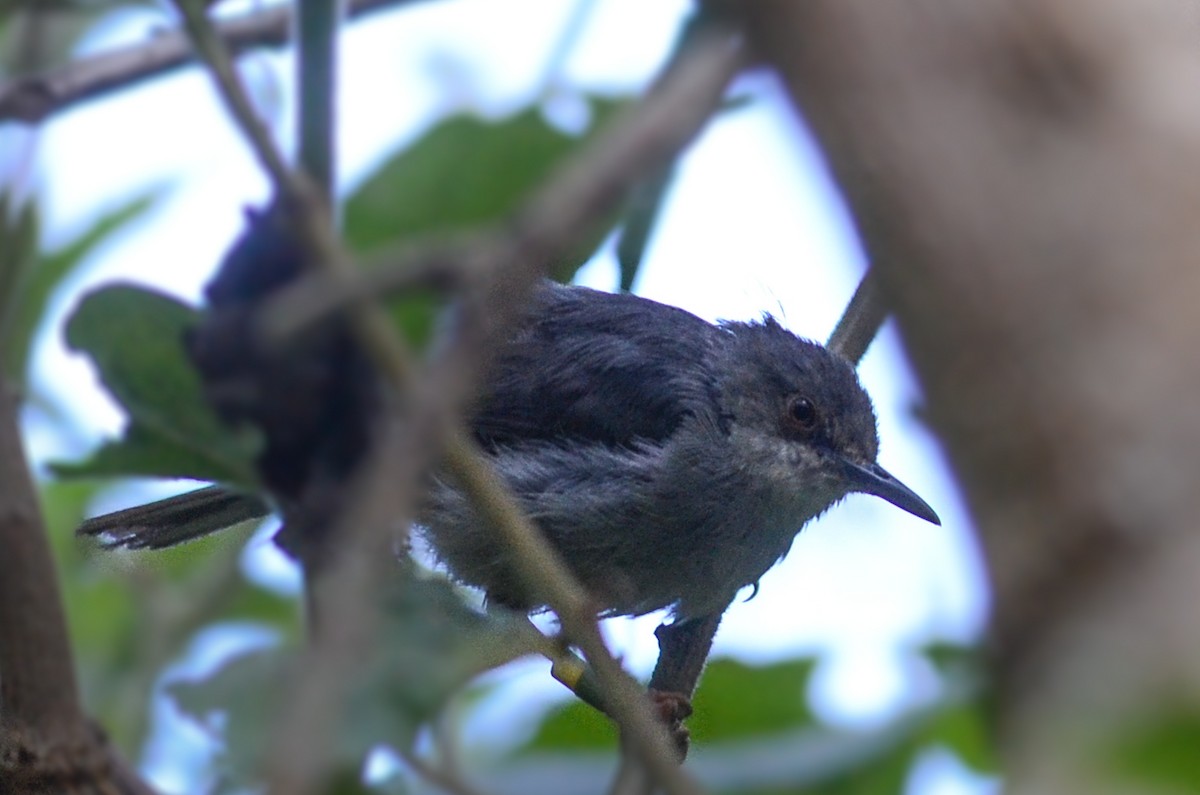 Long-billed Tailorbird (Long-billed) - ML33819471