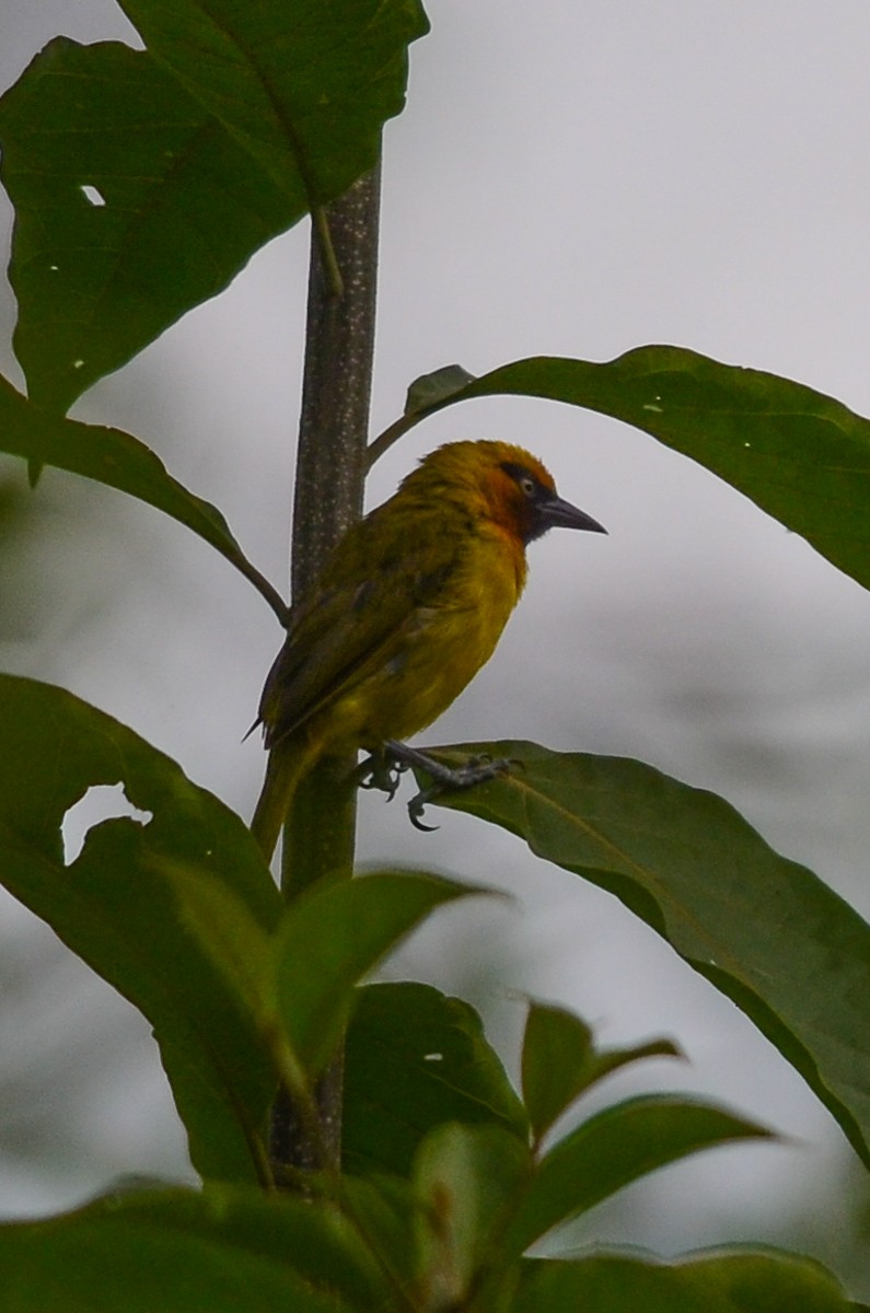 Spectacled Weaver - ML33819551