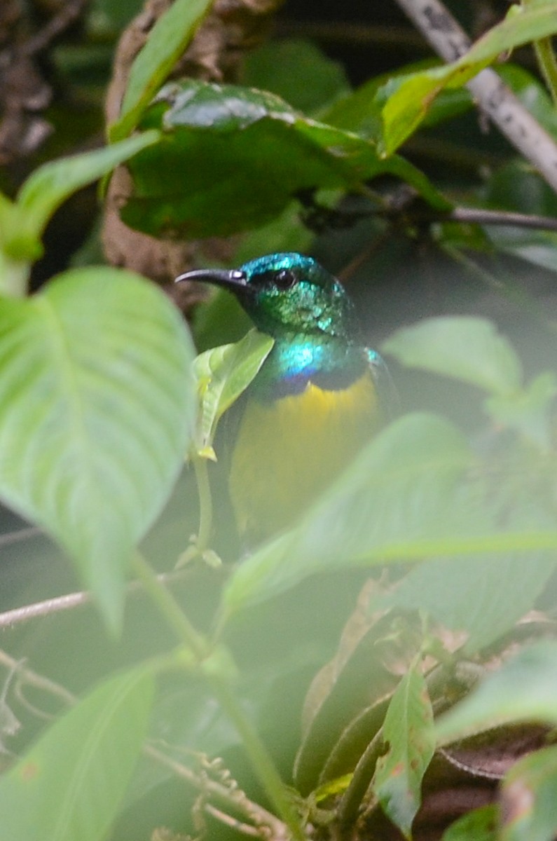 Collared Sunbird - ML33819561