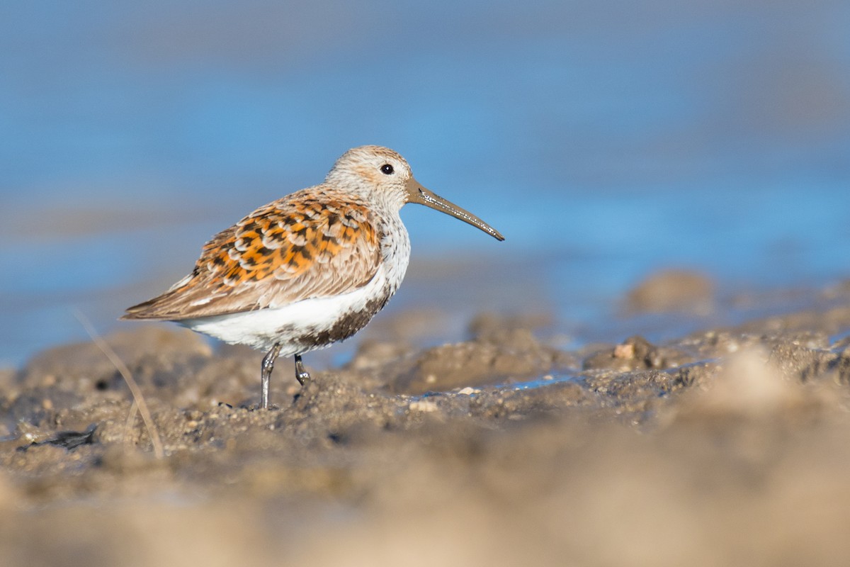 Dunlin - ML338195791