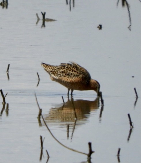 Short-billed Dowitcher - Lois Rockhill