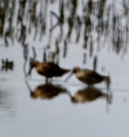 Short-billed Dowitcher - Lois Rockhill