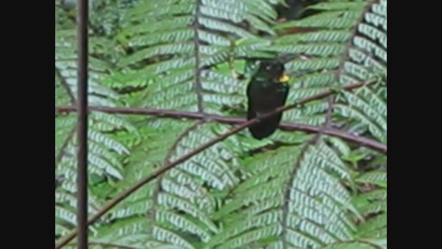 kolibřík sluneční - ML338196461
