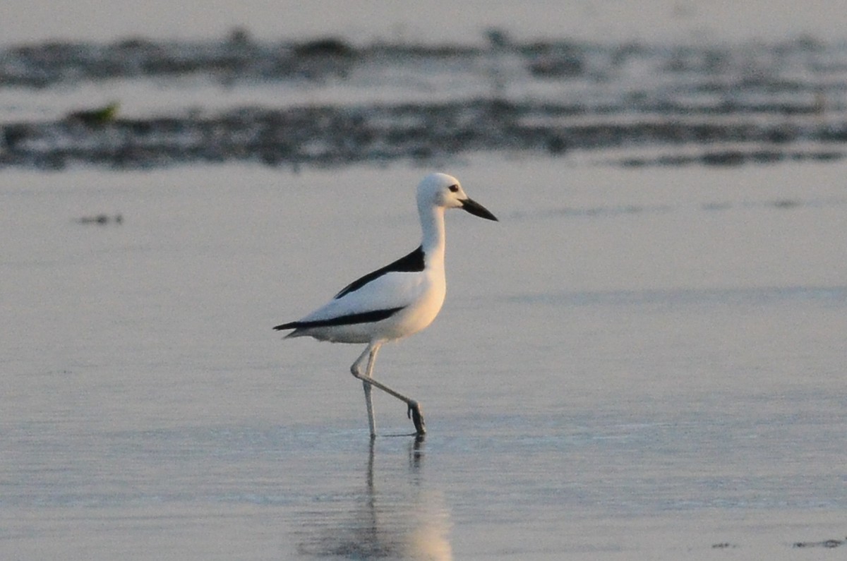 Crab-Plover - ML33819671