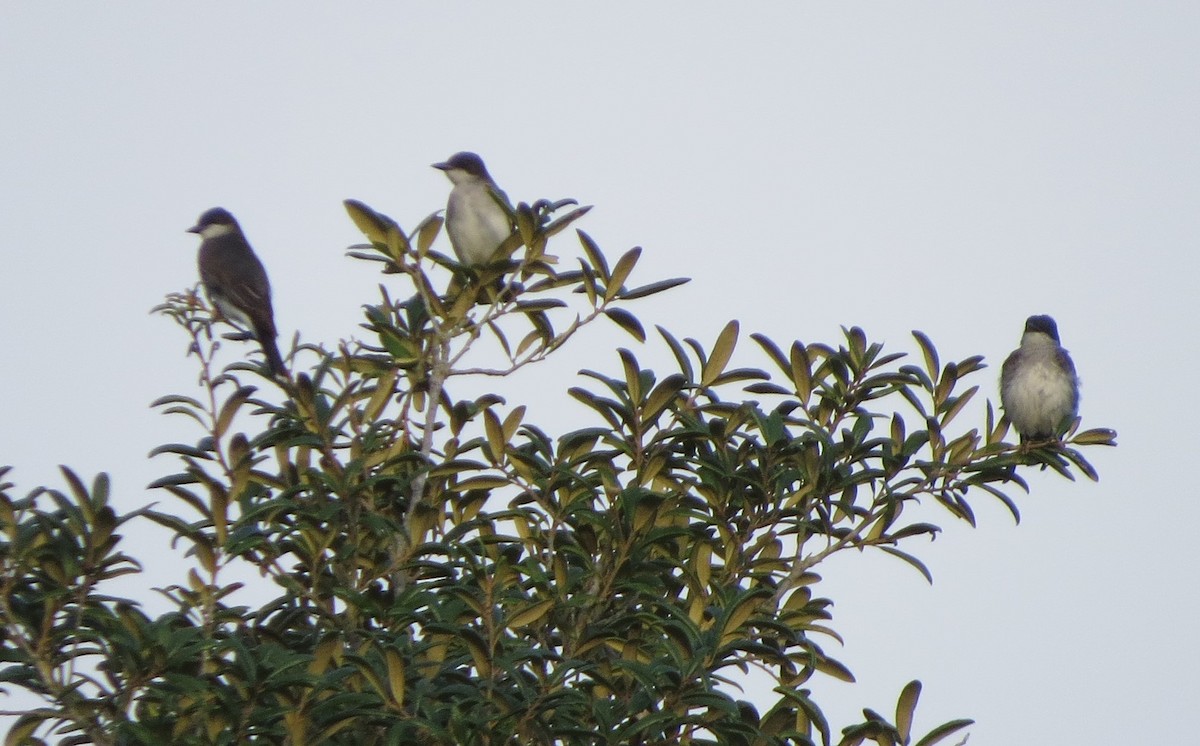 Eastern Kingbird - ML33819941