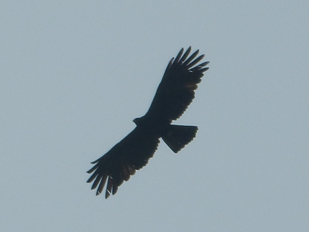 Black Eagle - ML33820061