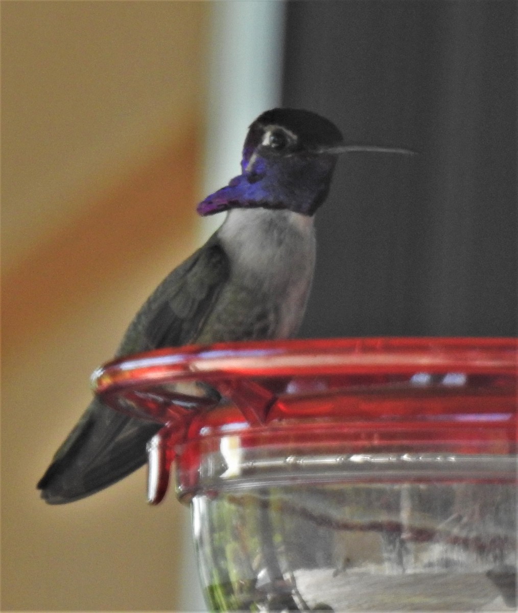 Costa's Hummingbird - Cos van Wermeskerken