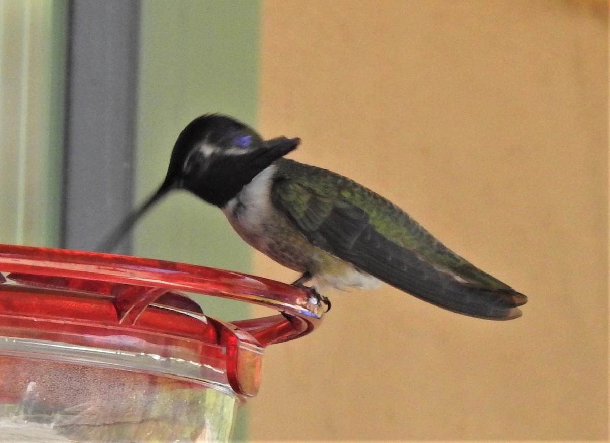 Costa's Hummingbird - Cos van Wermeskerken