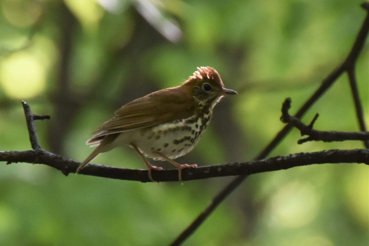 Wood Thrush - ML338202641