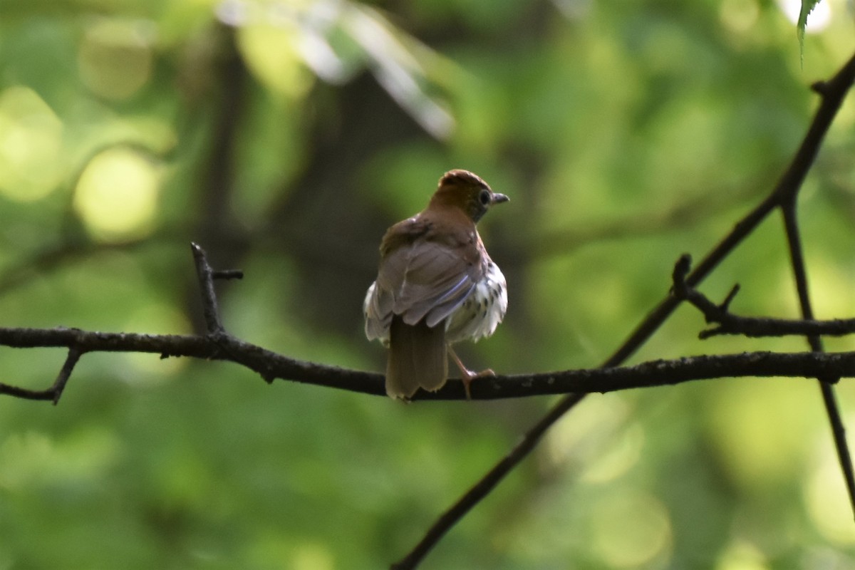 Wood Thrush - ML338202661