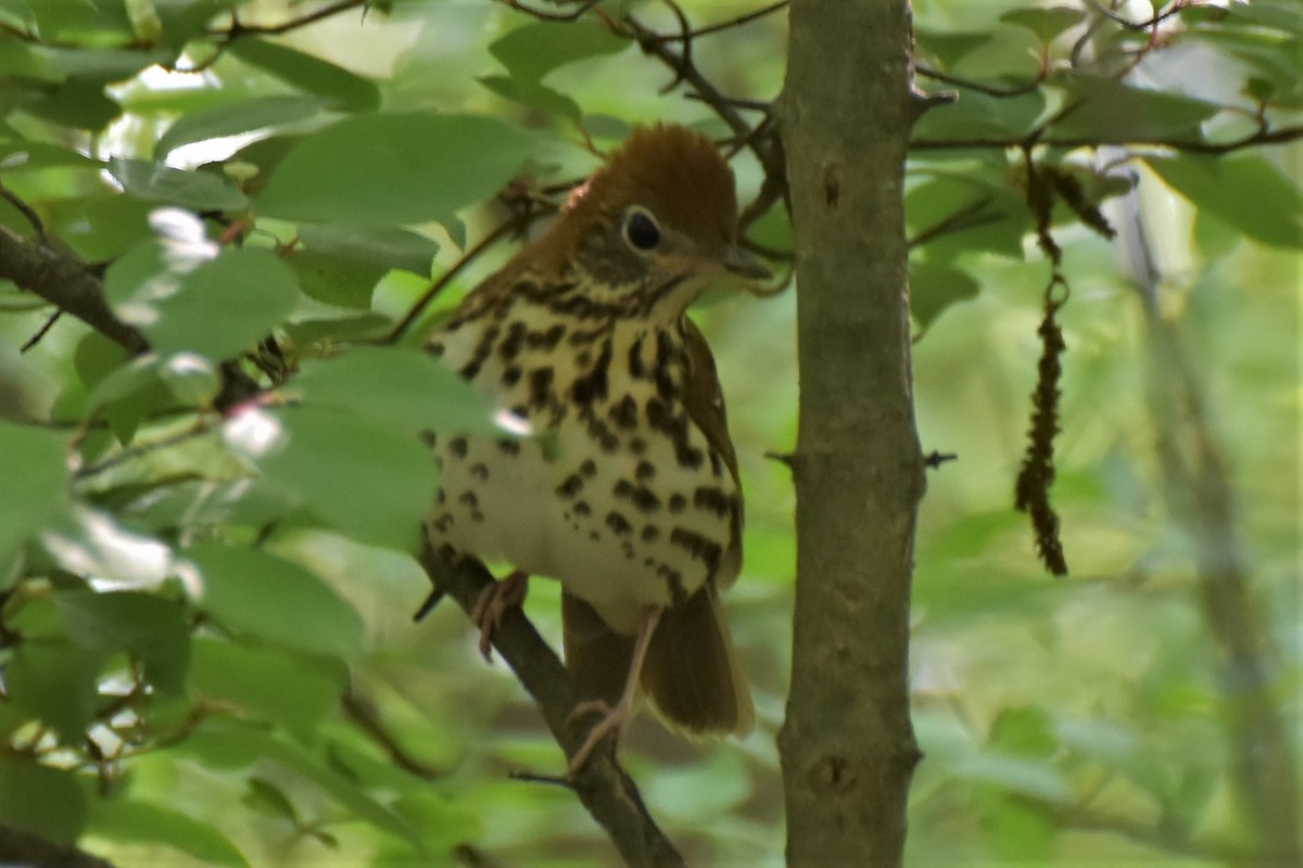 Wood Thrush - ML338202671