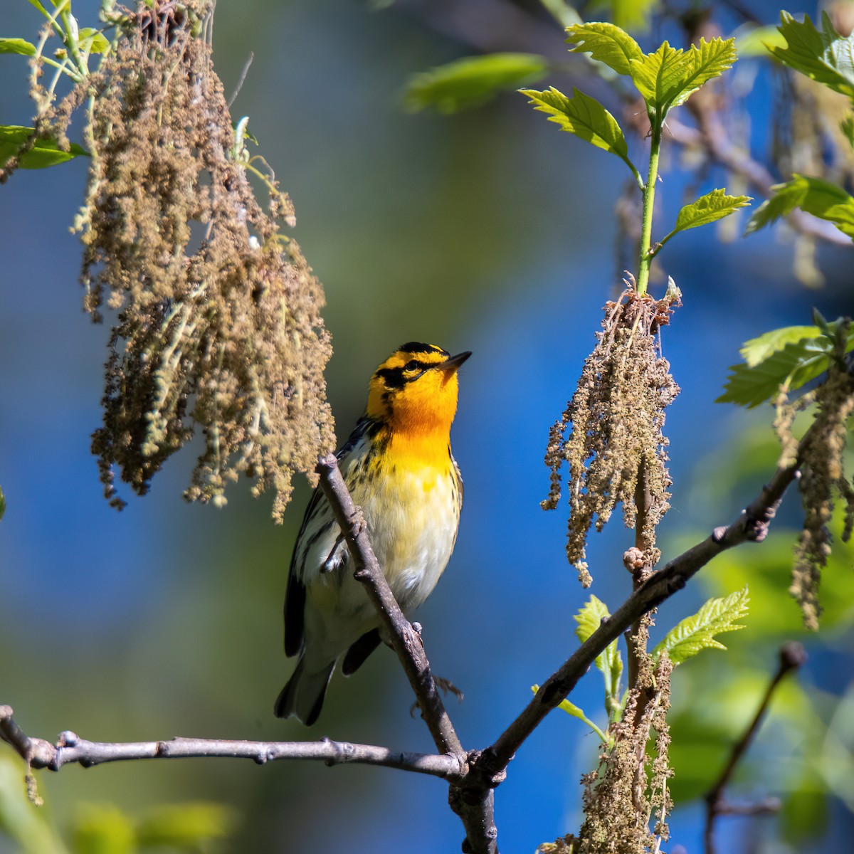 Blackburnian Warbler - ML338202751